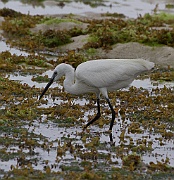Dimorphic egret(egretta dimorpha),  Nungwi, Zanzibar